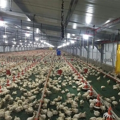 Heißes Bad-galvanisierte automatische Geflügel-Tierzucht-Ausrüstung für die Landwirtschaft des Huhns