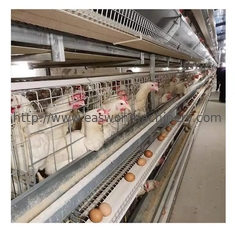H-Art automatisches Schicht-Geflügelzucht-Ausrüstungs-Batterie-Hühnerei-Schicht-Käfig-System