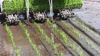 Reihen der 120mm-170mm Reis-Umpflanzer-Maschinen-6, die Art Reis-Umpflanzer reiten