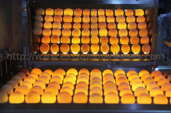 30,000 Eggs/hour LED Candling Electronic Egg Grading Sorting Machine